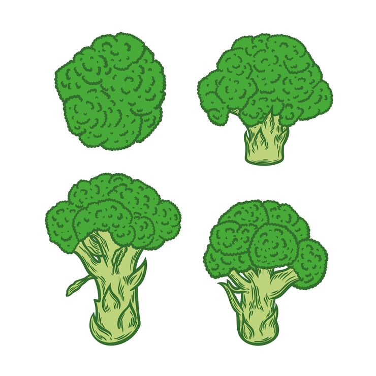 Vector color image of broccoli on a white background