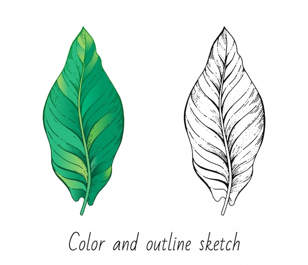 Color and outline sketch banana leaf set