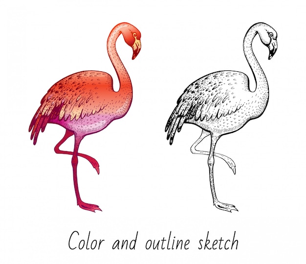 Color and outline sketch flamingo set