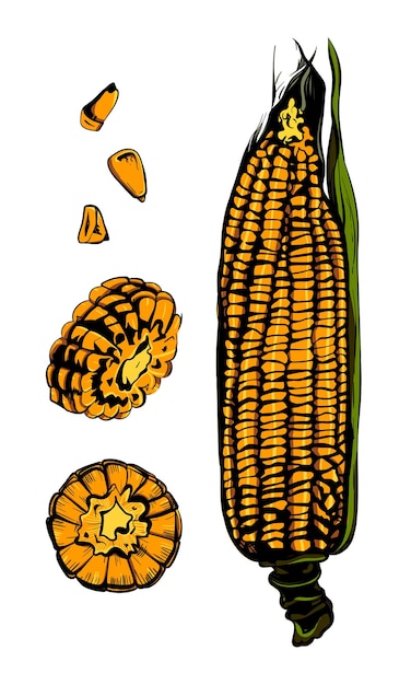 Vector color set of vector corn