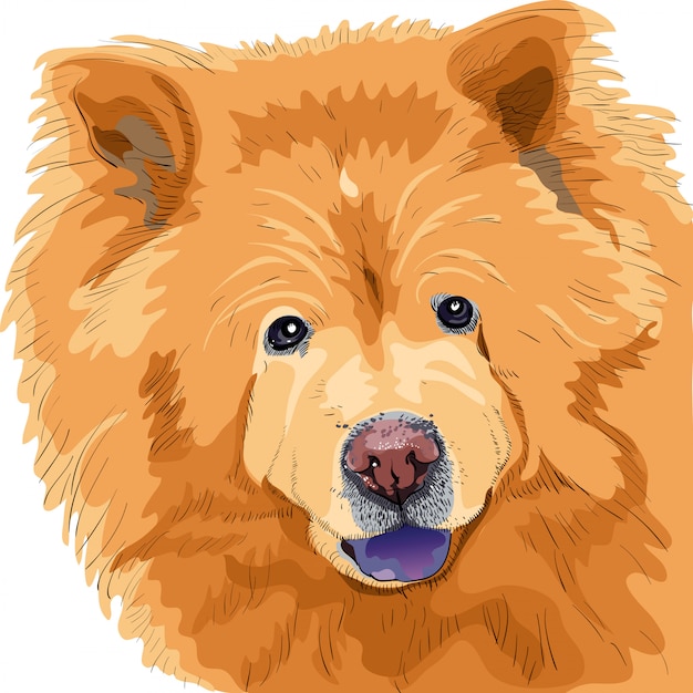 Vector color sketch of a dog chow-chow breed