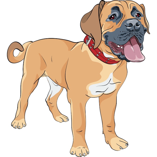 Color sketch of the working farm dog boerboel breed standing with red collar