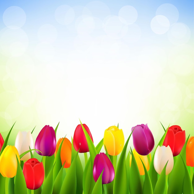 Color Tulips Border