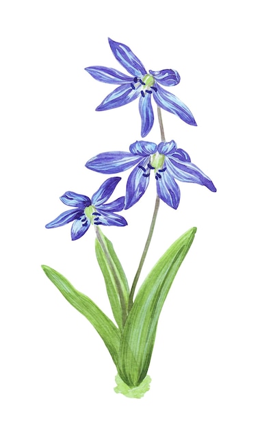 Vettore illustrazione ad acquerello a colori di fiori di foresta di scilla isolati su sfondo bianco