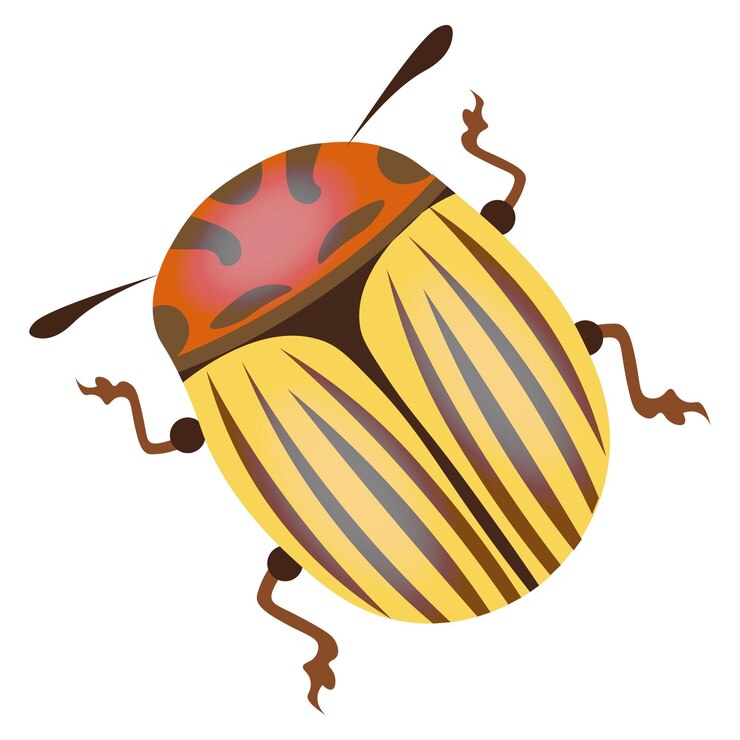 Vector colorado potato beetle, insect icon. illustration, vector