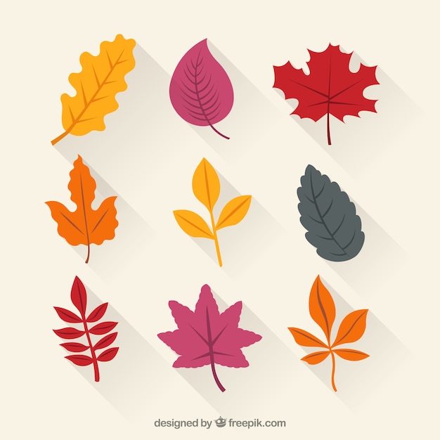 Vector colored autumn leaves