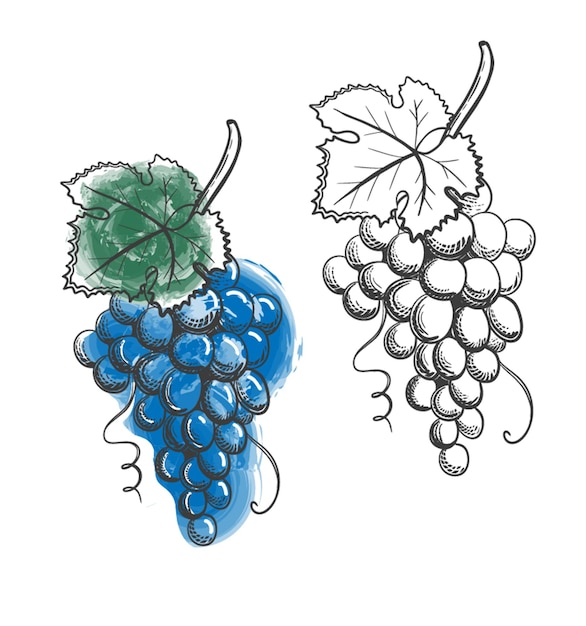 Vettore uva blu colorata. bianco e nero. illustrazione monocromatica grappoli e foglie isolati