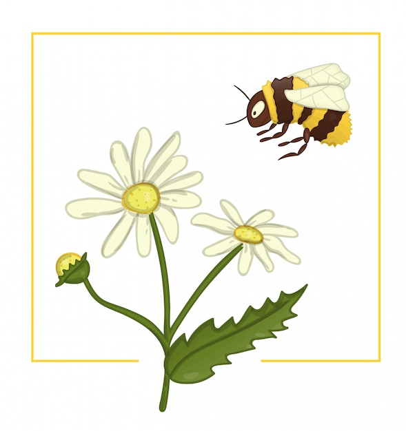 Vector colored camomile with bumblebee.