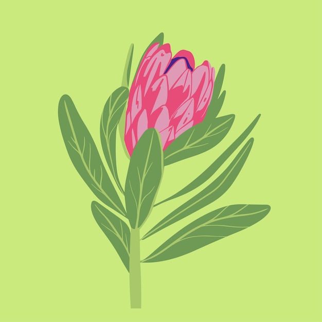 Colored flat vector illustration of protea For cosmetic package design medicinal herb treating