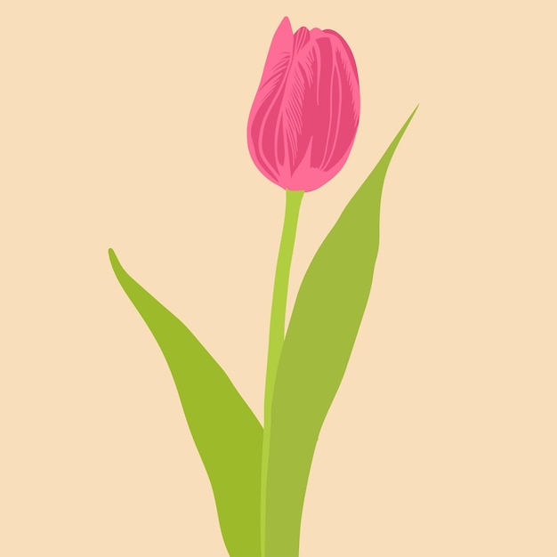 Colored flat vector illustration of tulip For cosmetic package design medicinal herb treating