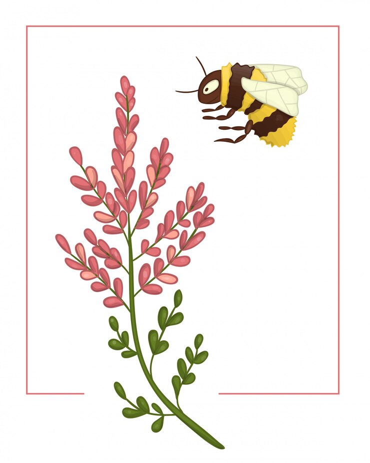 Vector  colored heather with bumblebee.