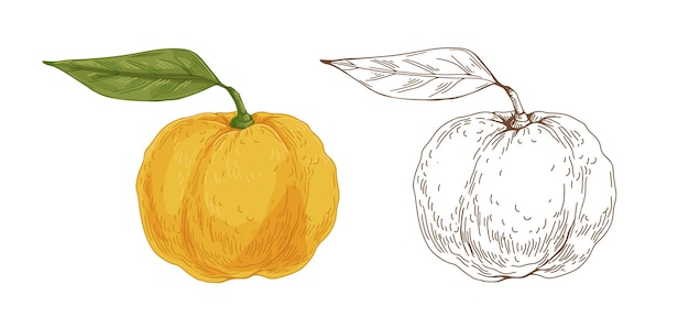 Frutti di yuzu colorati e delineati. disegno botanico vintage di agrumi giapponesi con buccia e foglie gialle. ibrido asiatico realistico. illustrazione vettoriale dettagliata disegnata a mano isolata su sfondo bianco.