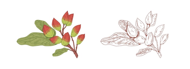 Цветная ветка фисташки и набросок фисташкового растения с листьями. Ботанические элементы с сырыми орехами в винтажном стиле. Ручная векторная иллюстрация на белом фоне.