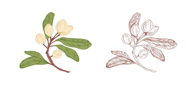 Colored pistachio tree branch and unpainted outlined sketch of pistache plant with ripe nuts in shells and leaves. Botanical elements in retro style. Vector illustration isolated on white background.