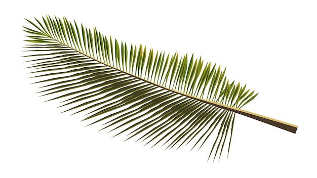 Colored realistic palm branch isolated on white Palm leaves for collage Vector illustration