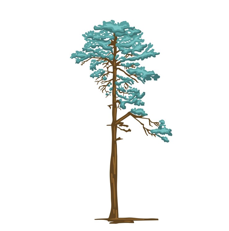 Vector colored simple illustration of pine tree mast drawing