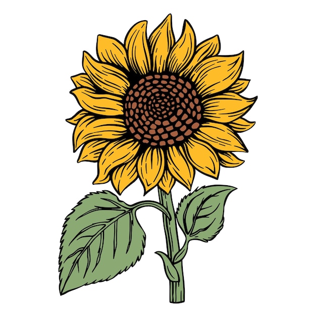 Colored vector sunflower on white simple and elegant cartoon style