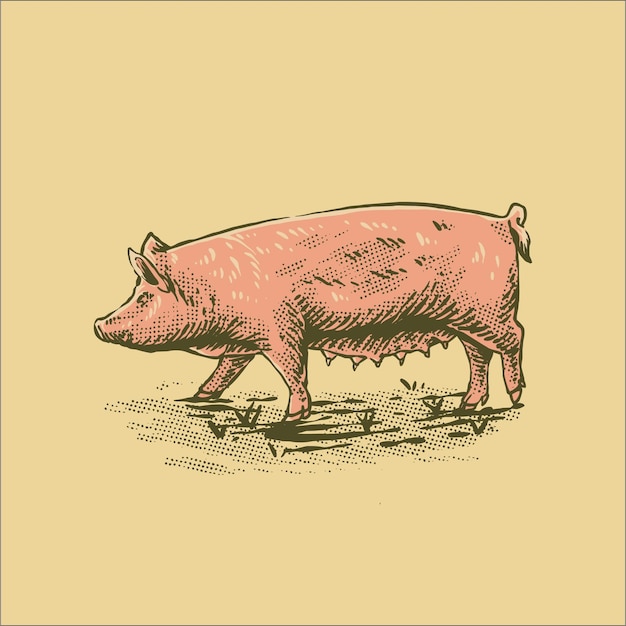 colored vintage pig drawing