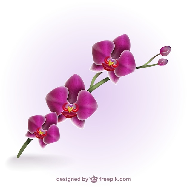 Vector colorful artistic orchid