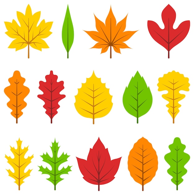 Colorful autumn leaves set isolated on white background