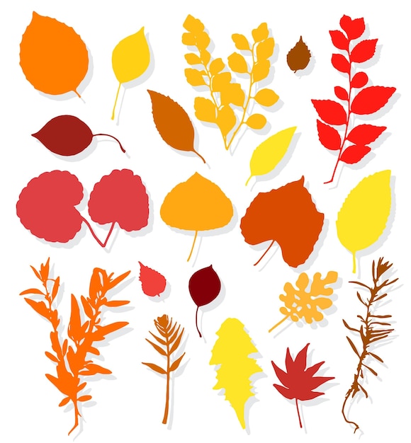 Colorful autumn leaves set on white background Vector illustration