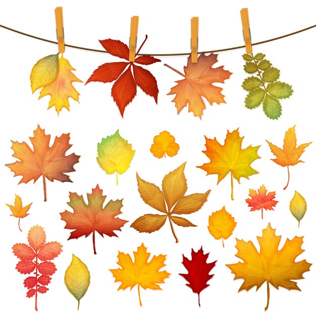 Colorful autumn leaves set