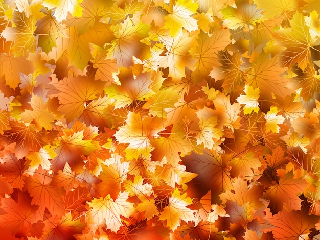 Vector colorful autumn leaves.