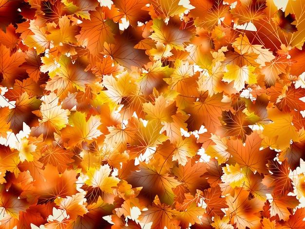 Vector colorful autumn leaves.