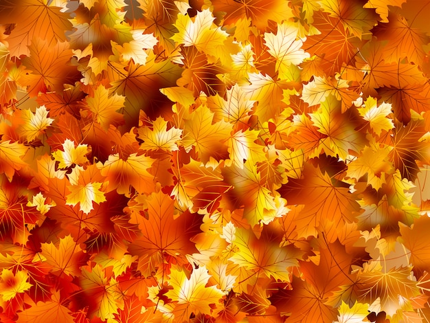 Vector colorful background of autumn leaves.