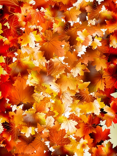 Vector colorful background of autumn leaves.