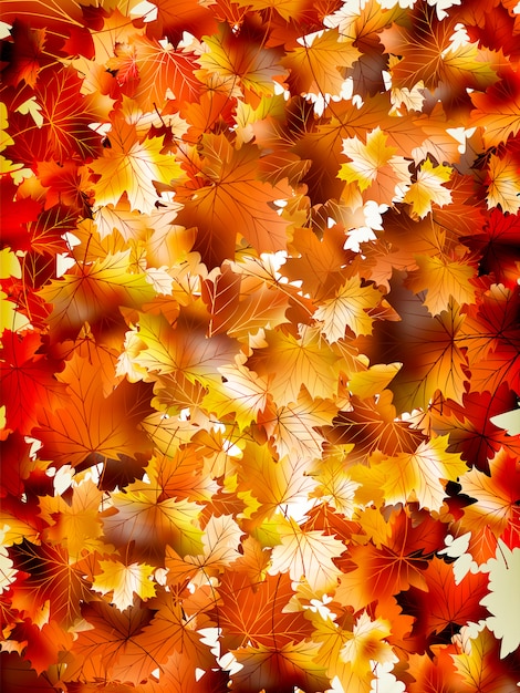 Вектор Красочный фон из осенних листьев.