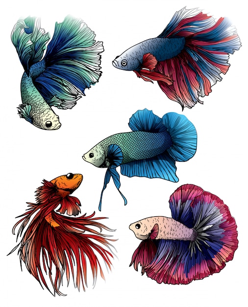 Vector colorful betta