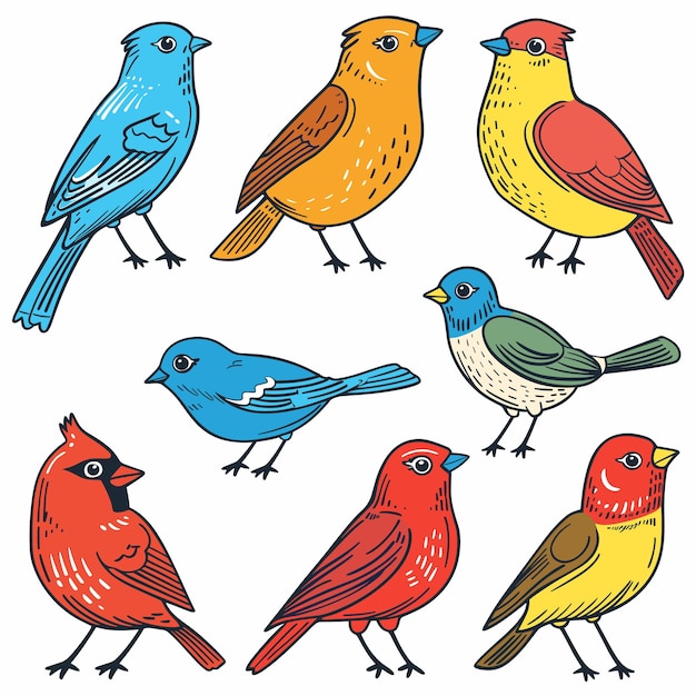 Colorful birds illustration featuring multiple avian species Variety songbirds presented vibrant