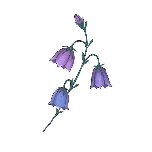 Vector colorful blue and purple bellflower