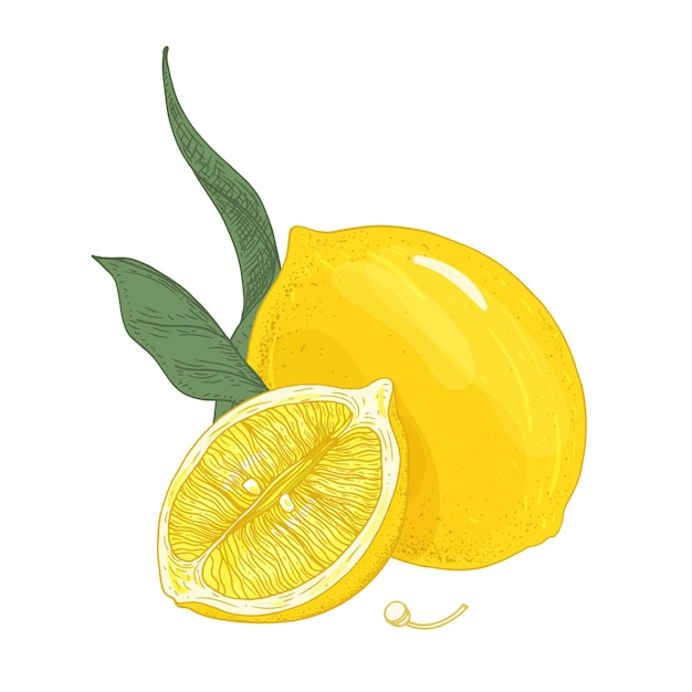 Colorful botanical drawing of whole and cut lemons with leaves and seeds. Fresh sour yellow citrus fruit hand drawn on white background.