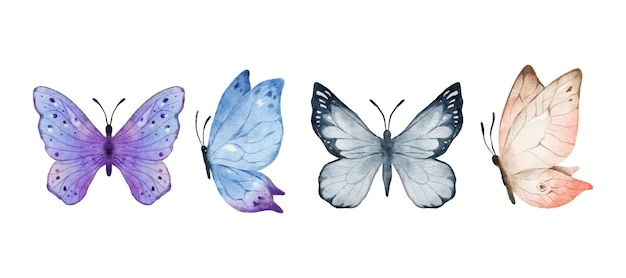 Colorful butterflies watercolor isolated on white background purple blue gray or silver and cream pink butterfly spring animal vector illustration