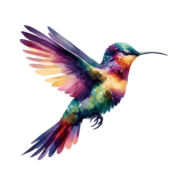 Vector colorful calibri bird flying on white background