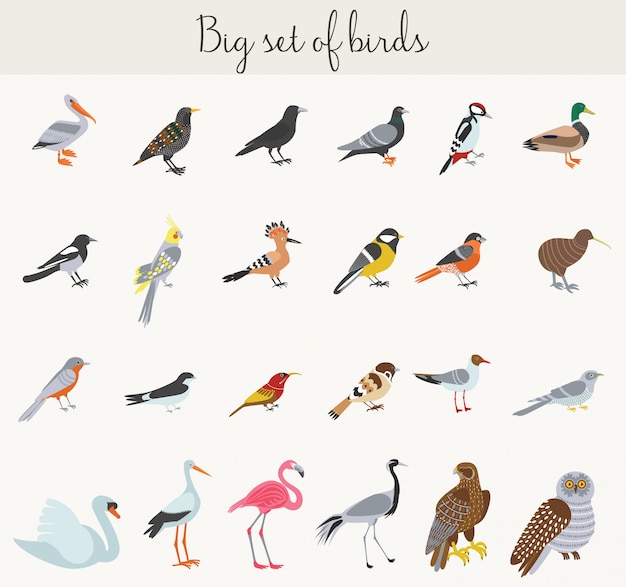 Colorful cartoon birds illustration icons