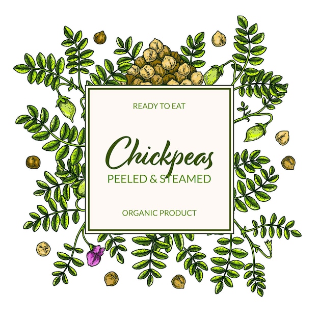 Colorful chickpeas frame Hand drawn illustration in colored sketch style