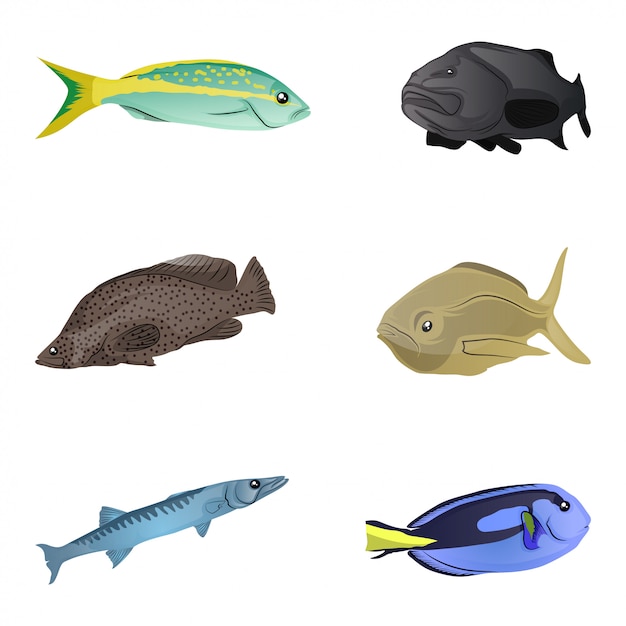 Colorful fishes collection