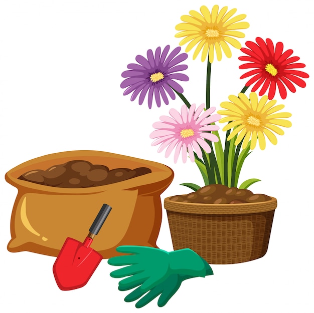 Colorful flowers in clay pot on white background