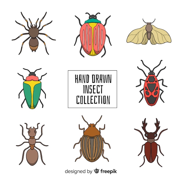 Colorful hand drawn insect collection