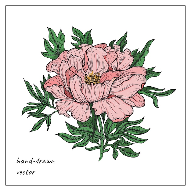 Vector colorful handdrawn peony flower beautiful pink peony flower for wedding invitation design decoration