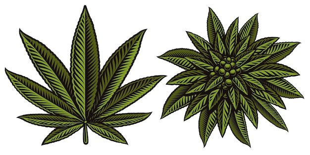 大麻のカラフルなイラストは、白い背景の上の葉します。