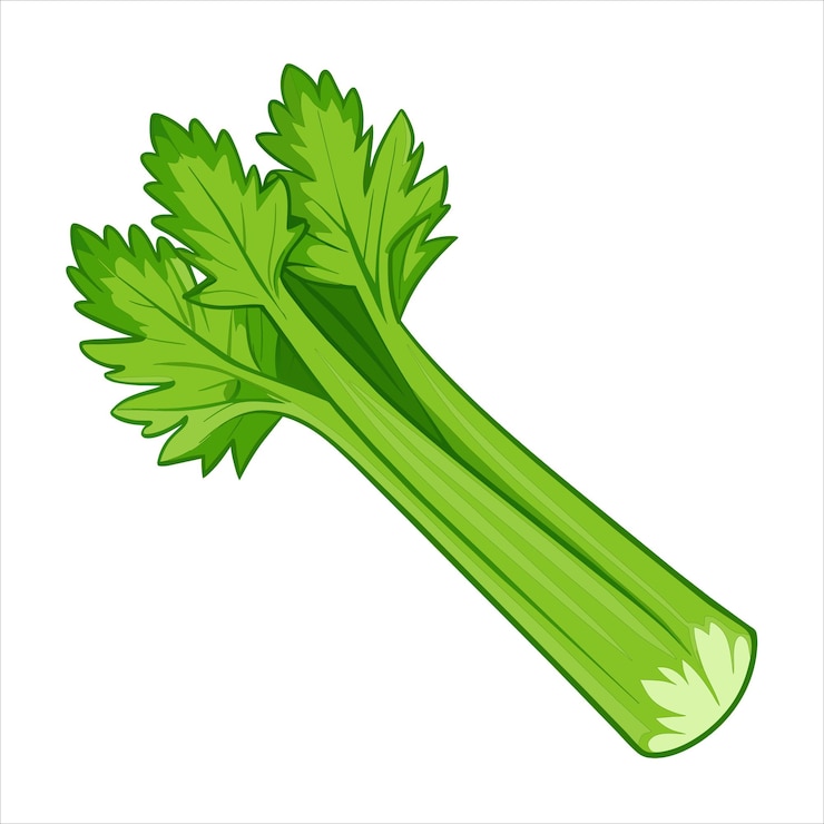 Vector colorful illustration of celeryt
