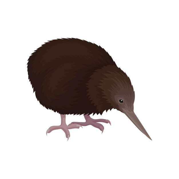 Vector colorful illustration of kiwi bird wild australian animal with long beak brown feathers and short legs wildlife and fauna theme detailed vector icon in flat style isolated on white background