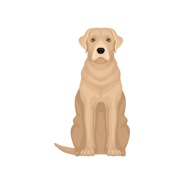 Vector colorful illustration of labrador retriever large dog with beige coat flat vector for promo poster of kennel club or pet clinic