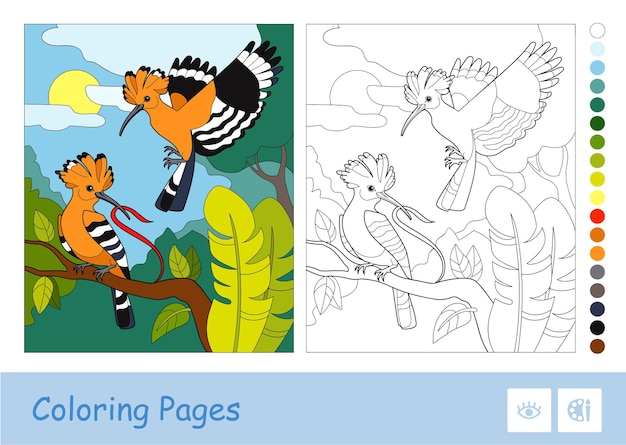 Colorful illustration of two hoopoes in a wood and colorless linear for youngest children