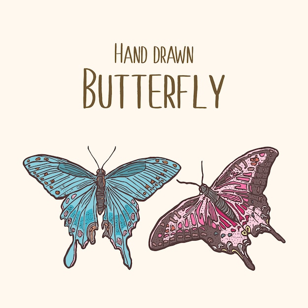 colorful insect illustration with hand drawn butterfly