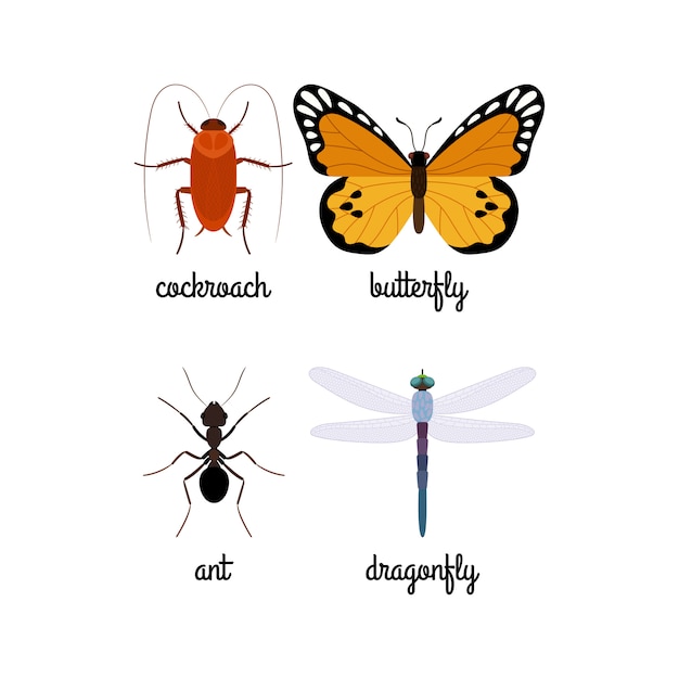 Colorful insects vector set